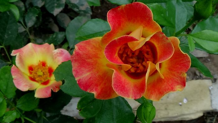 13 august 2015 (77) - AZI IN GRADINA