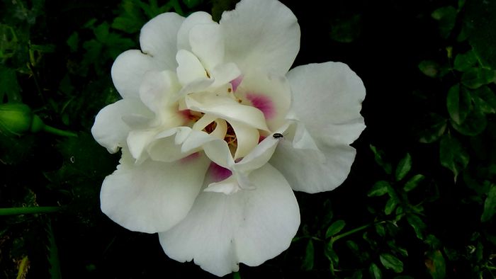 13 august 2015 (78) - AZI IN GRADINA