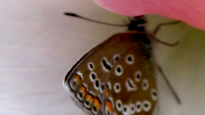13 august 2015 (93) - AZI IN GRADINA