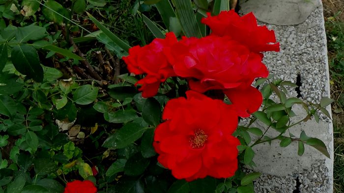 13 august 2015 (99) - AZI IN GRADINA