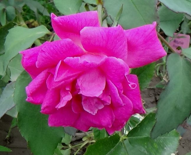 NO NAME - AZI IN GRADINA