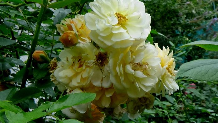 13 august 2015 (112)