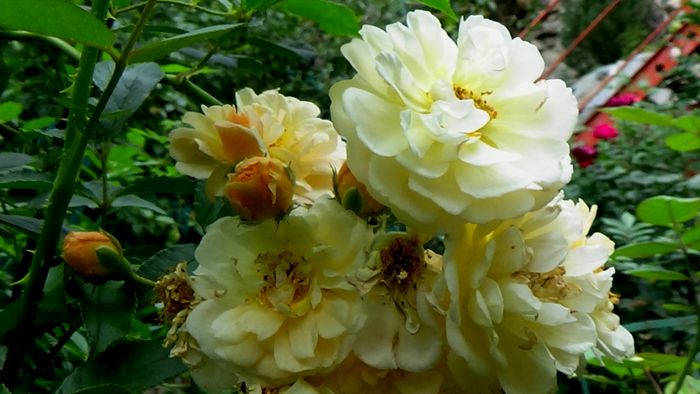 13 august 2015 (113) - AZI IN GRADINA