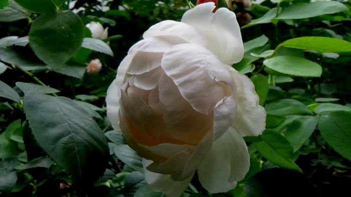 13 august 2015 (114) - AZI IN GRADINA