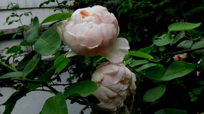 13 august 2015 (116) - AZI IN GRADINA