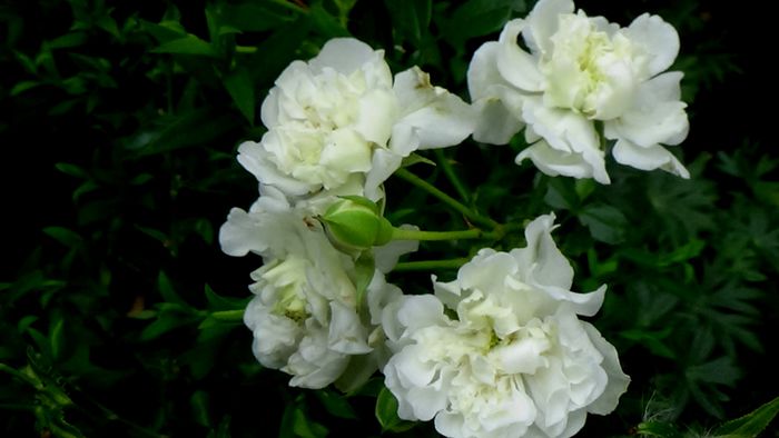 13 august 2015 (118)