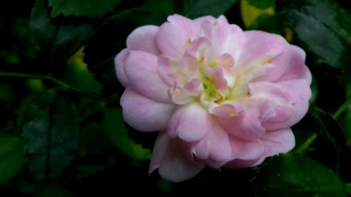 13 august 2015 (119)