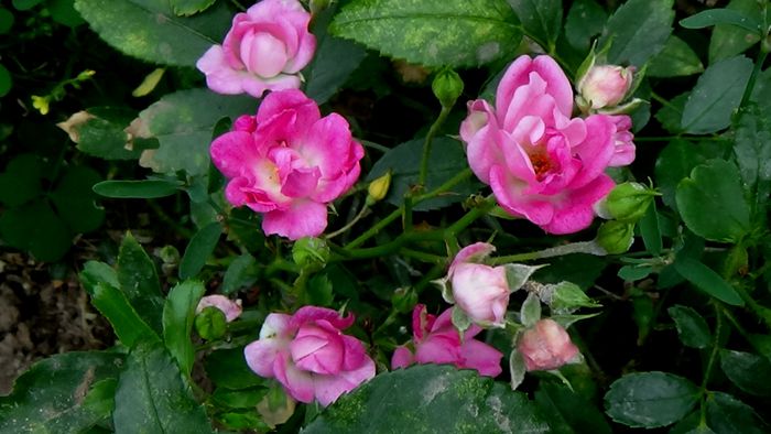 13 august 2015 (121)