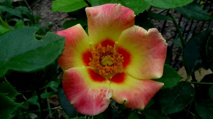 13 august 2015 (122)