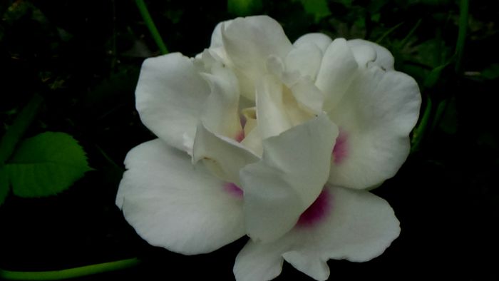 13 august 2015 (123)