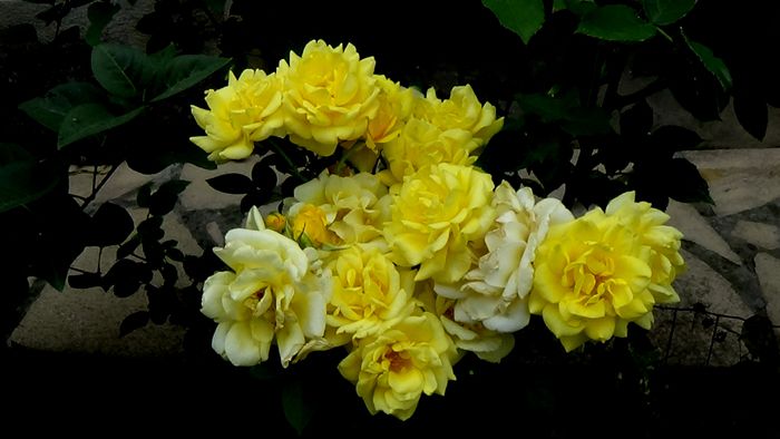 13 august 2015 (127)