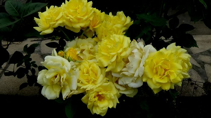 13 august 2015 (129)