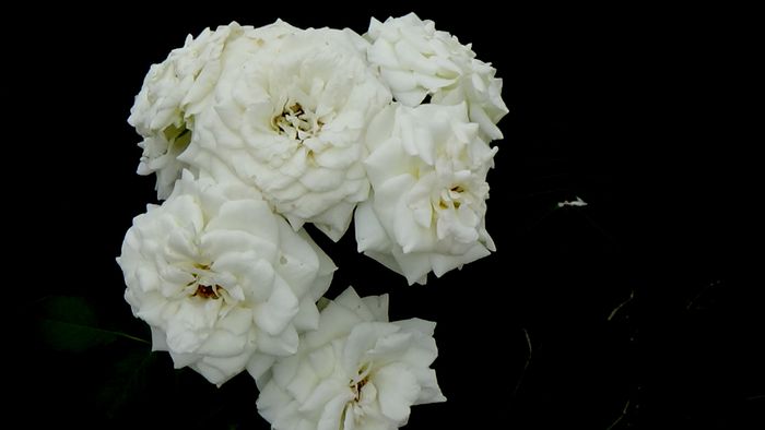 13 august 2015 (130)