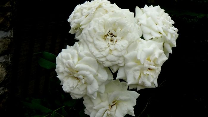 13 august 2015 (132)