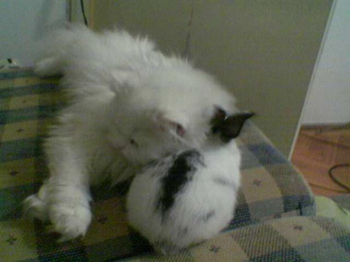 19132_101441153220411_5358477_n; new pillow
