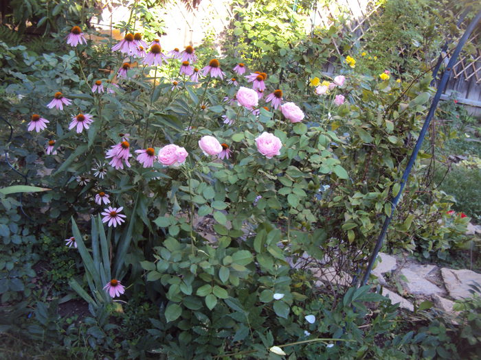 DSC03813