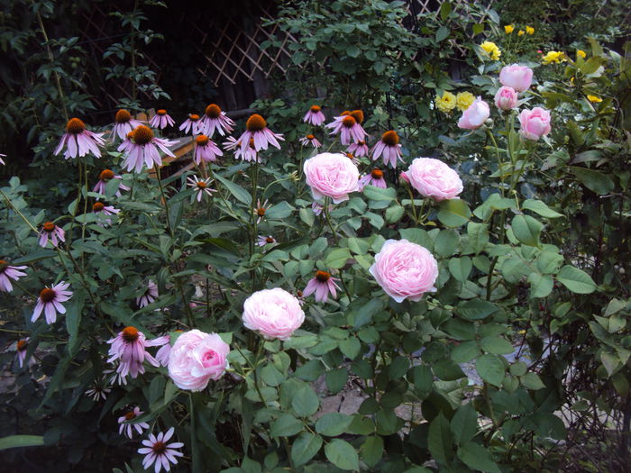 DSC03889 - 2016 Gradina rozelor