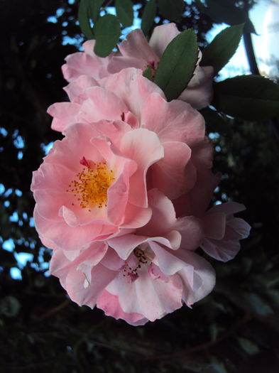DSC03927 - Clair Matin