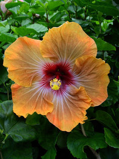  - Hibiscus Tahitian Dragon