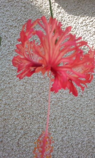 13 aug. 2015 - Hibiscus Schizopetalus