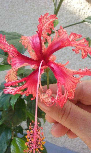 20150813_094621 - Hibiscus Schizopetalus