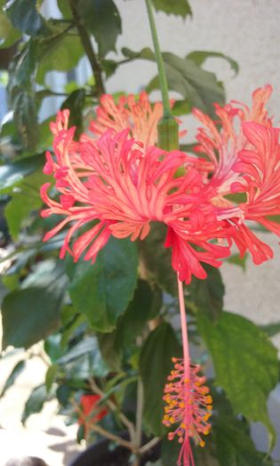 20150813_094646 - Hibiscus Schizopetalus