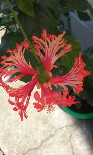 20150813_094729 - Hibiscus Schizopetalus