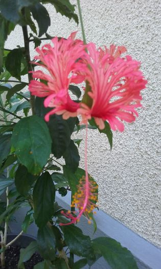 20150813_141029 - Hibiscus Schizopetalus