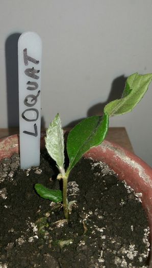 loquat 1 - Loquat