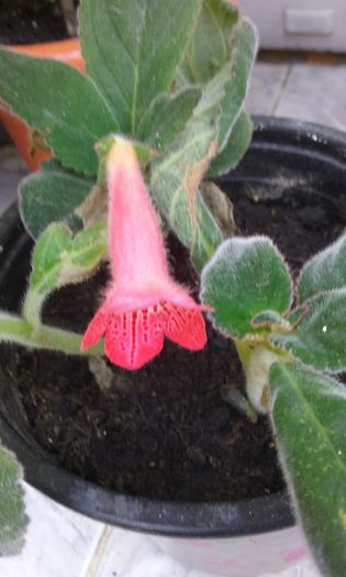 20150813_141109 - Kohleria