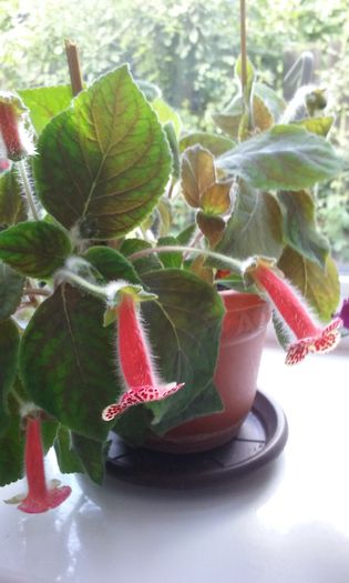 20150813_160952 - Kohleria