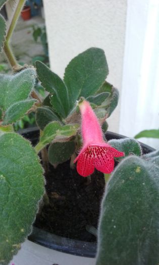 20150813_161903 - Kohleria