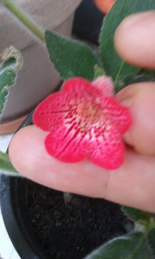 20150813_161932 - Kohleria