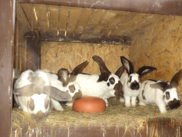 Pui Pestrit german marisori