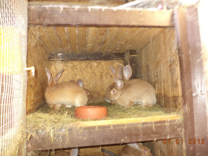 Puii Urias German galbeni-27