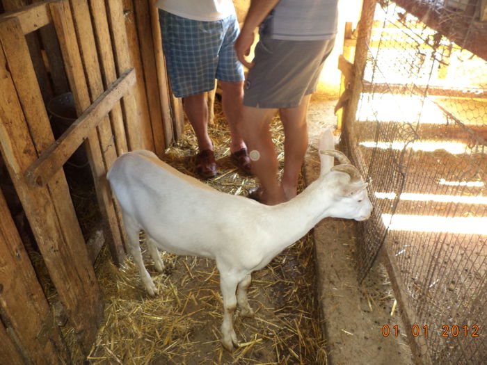 Tapul Saanen pe afara