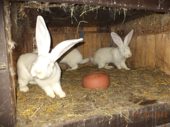 Urias German alb-frumosi