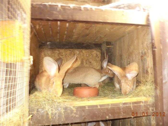 Urias German galben-1