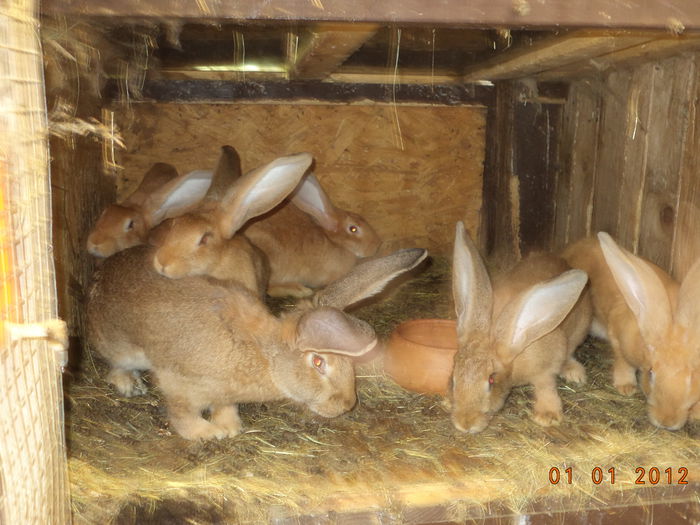 Urias German galben-3