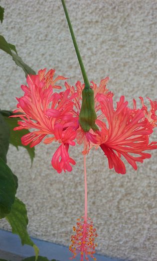 13 aug. 2015 - HIBISCUSI 2015