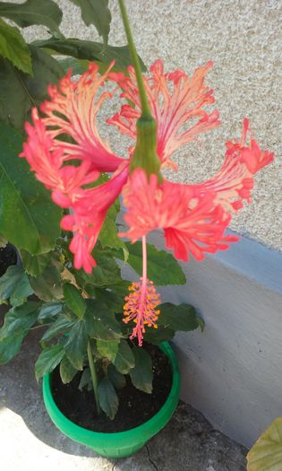 20150813_094651 - HIBISCUSI 2015