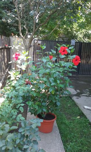 20150813_141247 - HIBISCUSI 2015