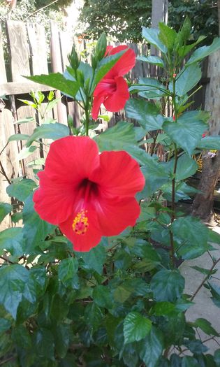 20150813_141218 - HIBISCUSI 2015