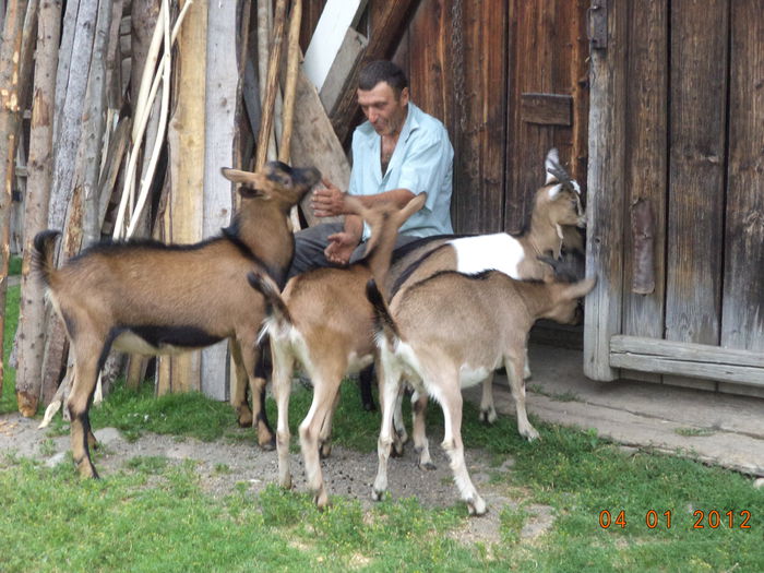Capritele lui Petrica afara