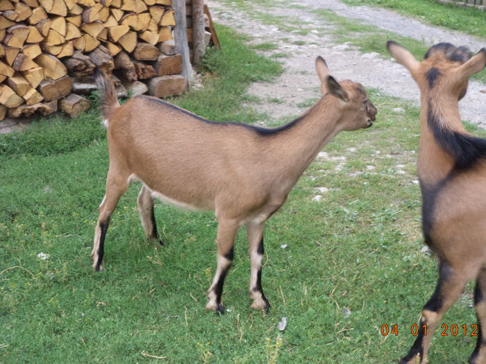 Exact ca mama ei Caprioara