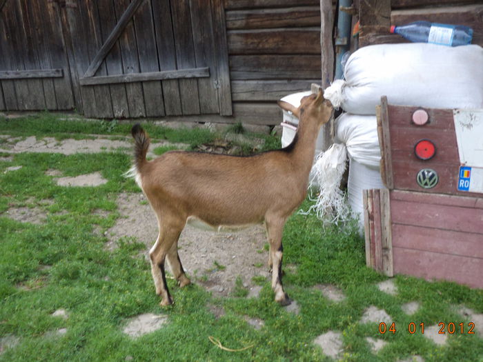 Ieduta de la Caprioara