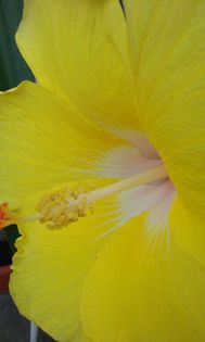 Jaqueline Koo - HIBISCUSI 2015