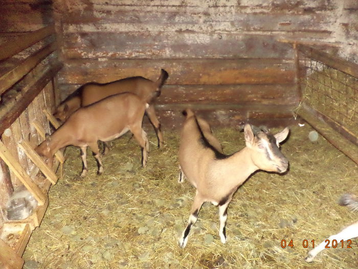 La graunte in trocute