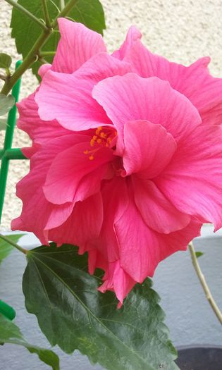 20150801_150539 - HIBISCUSI 2015