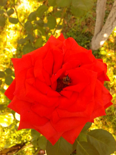 Fotografie0309 - AAAAA_R_TRANDAFIRI 2015_2017